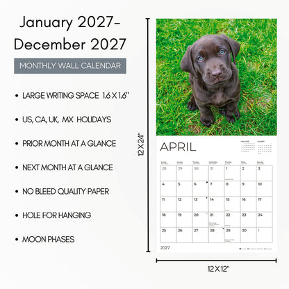 '27 Wall Calendar - Chocolate Lab Puppies