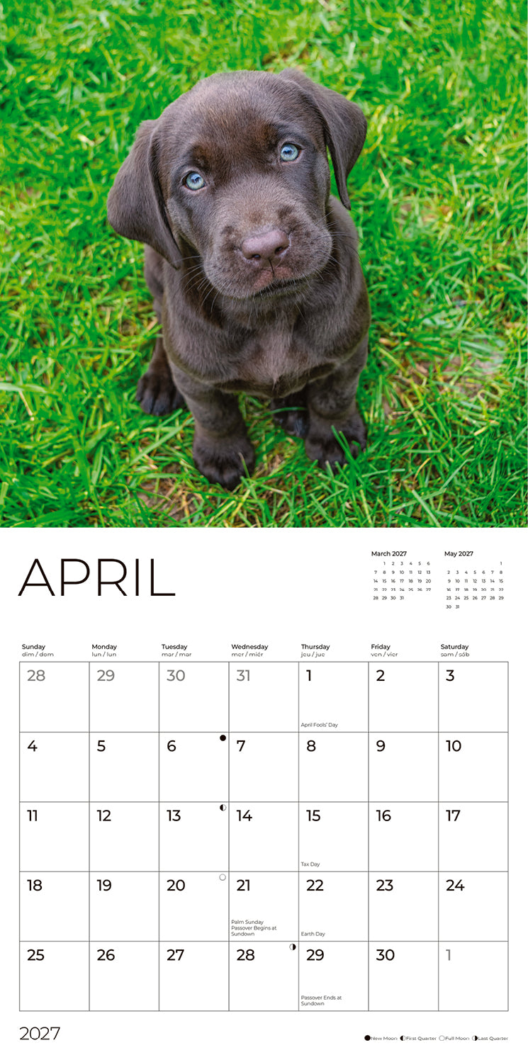 '27 Wall Calendar - Chocolate Lab Puppies