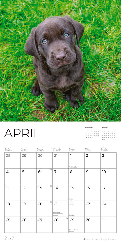 '27 Wall Calendar - Chocolate Lab Puppies