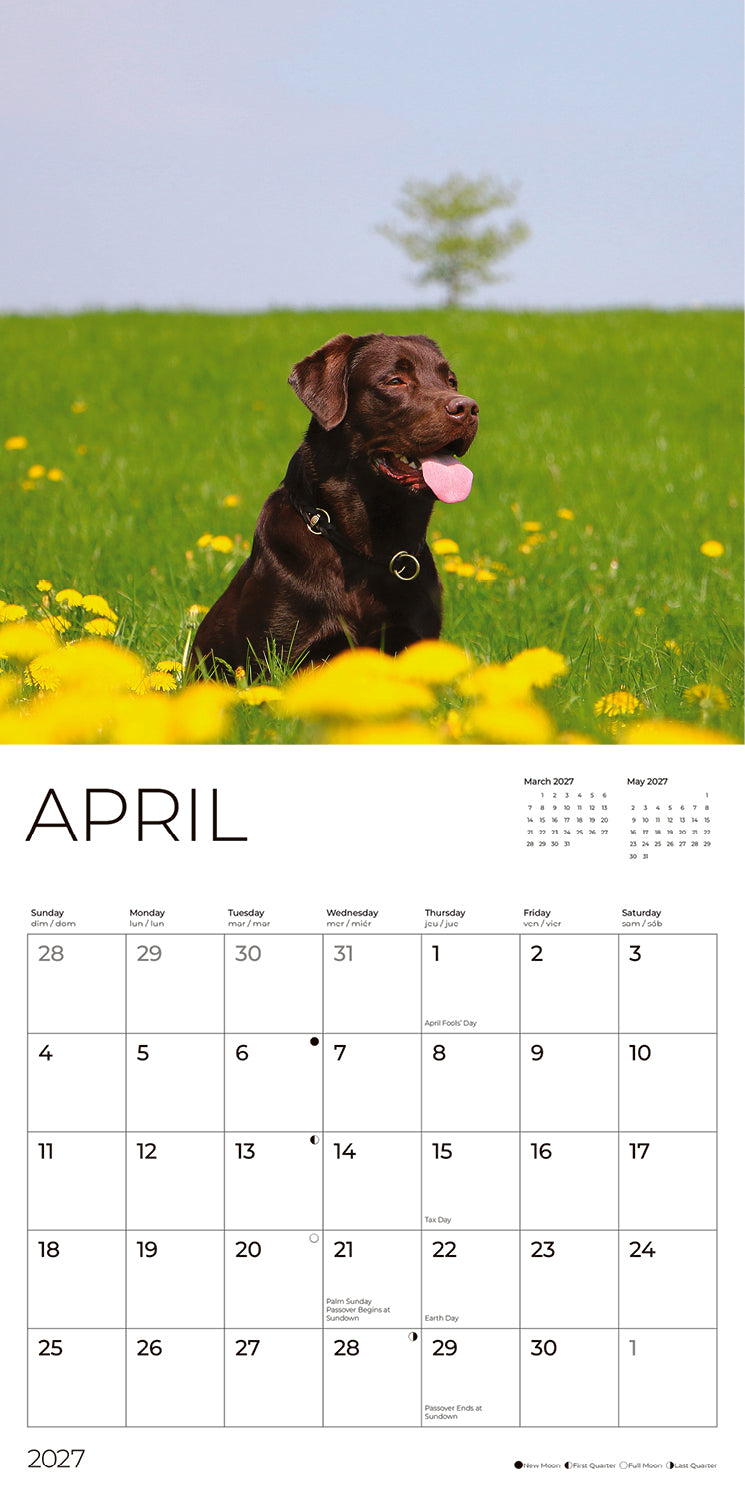 '27 Wall Calendar - Chocolate Labs
