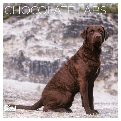 '27 Wall Calendar - Chocolate Labs