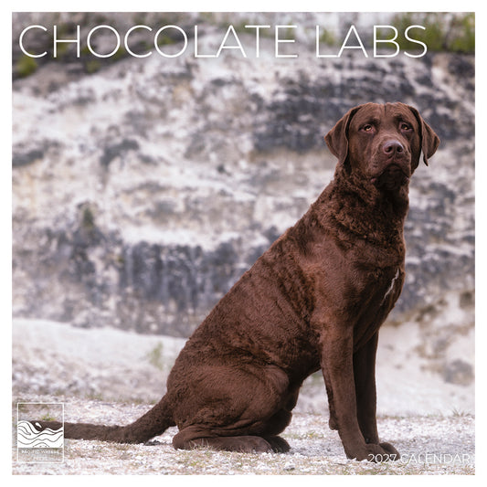'27 Wall Calendar - Chocolate Labs