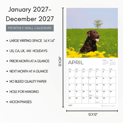 '27 Wall Calendar - Chocolate Labs