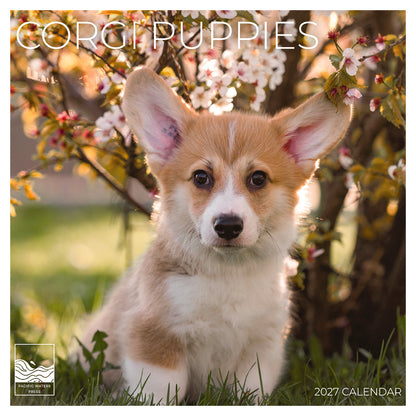 '27 Wall Calendar - Corgi Puppies