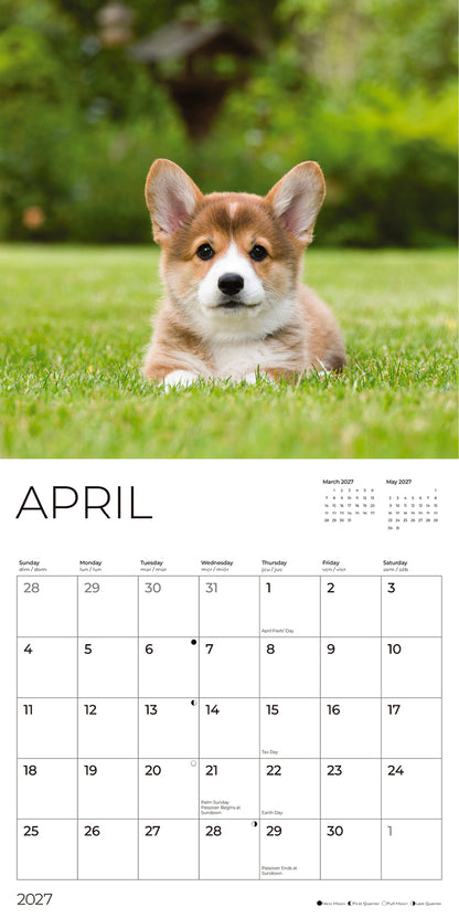 '27 Wall Calendar - Corgi Puppies