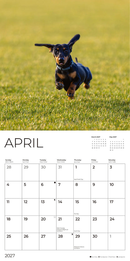 '27 Wall Calendar - Dachshund Puppies