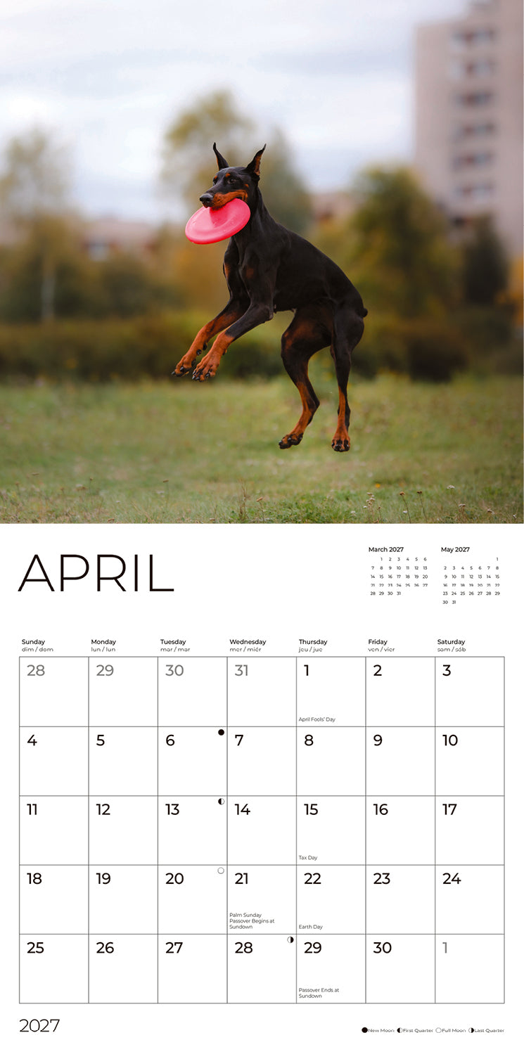 '27 Wall Calendar - Doberman Pinschers