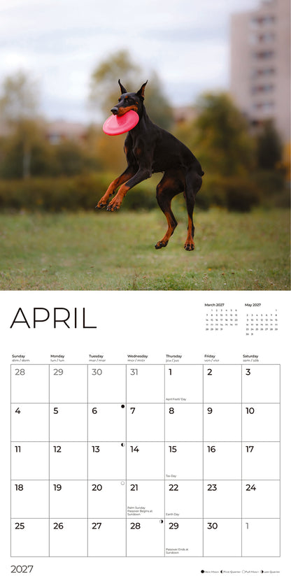 '27 Wall Calendar - Doberman Pinschers