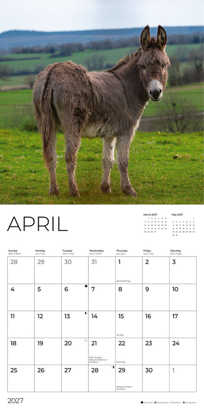 '27 Wall Calendar - Donkeys