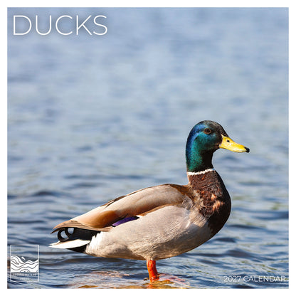 '27 Wall Calendar - Ducks
