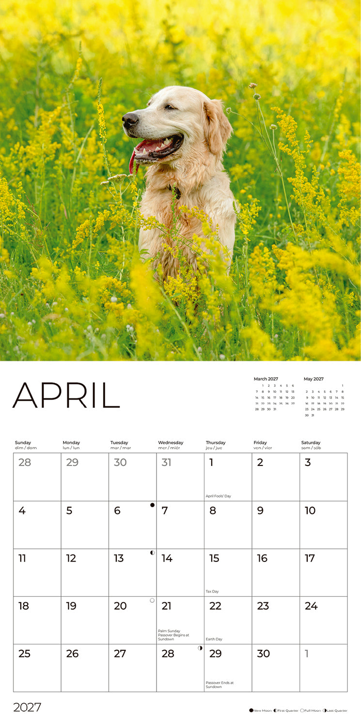 '27 Wall Calendar - Golden Retrievers