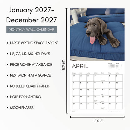 '27 Wall Calendar - Great Dane Puppies