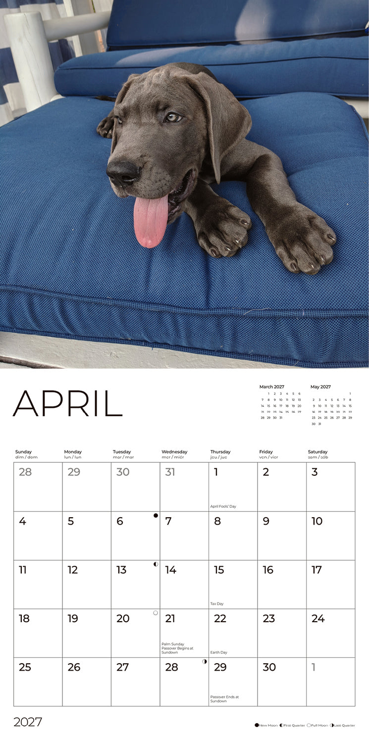 '27 Wall Calendar - Great Dane Puppies