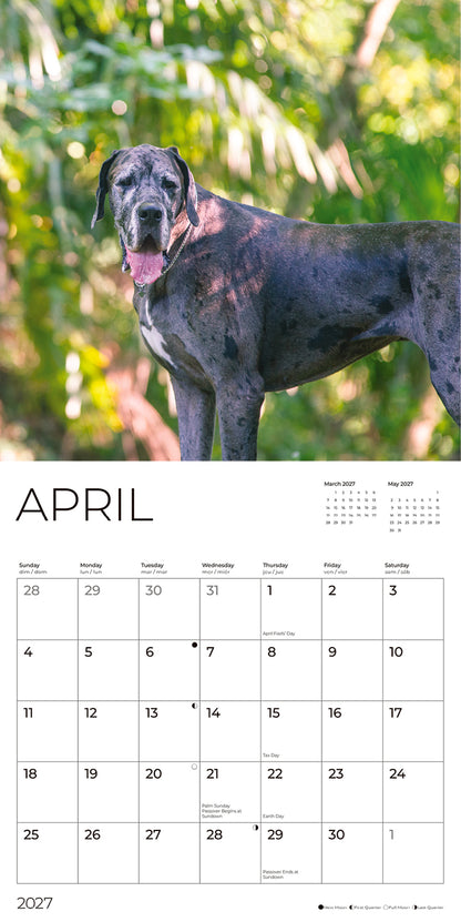 '27 Wall Calendar - Great Danes
