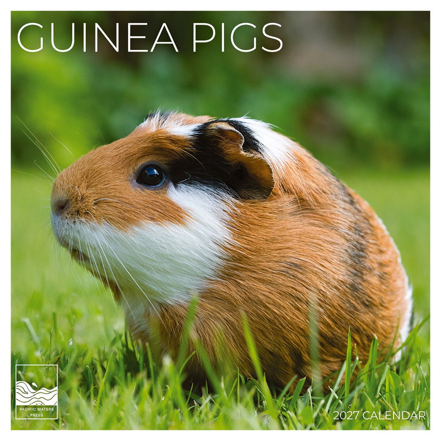 '27 Wall Calendar - Guinea Pigs