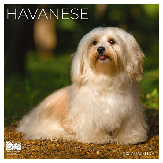 '27 Wall Calendar - Havanese