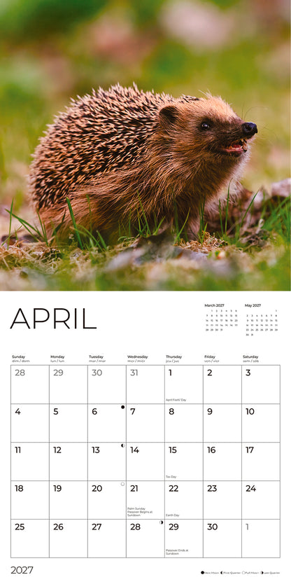 '27 Wall Calendar - Hedgehogs