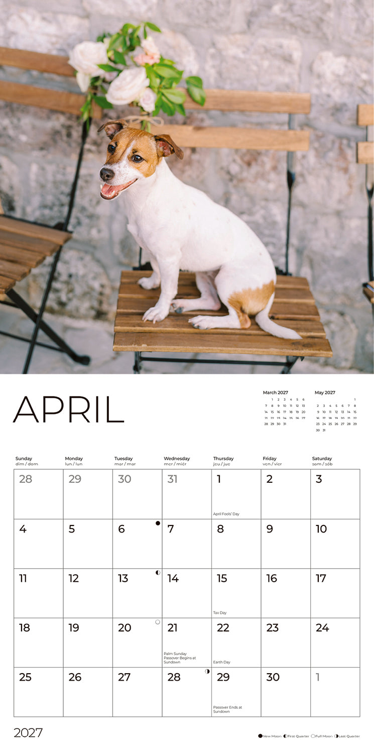 '27 Wall Calendar - Jack Russell Terriers