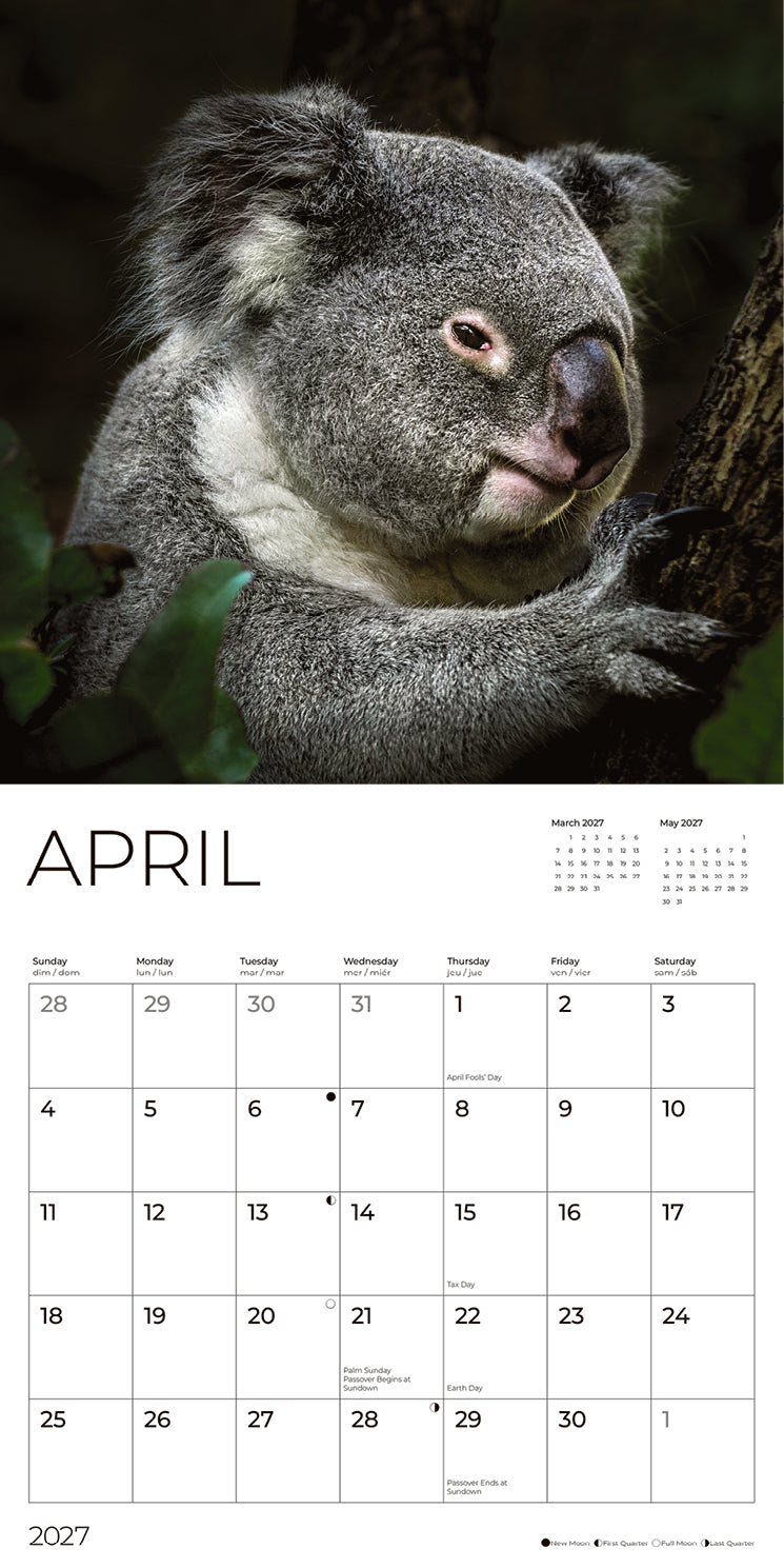 '27 Wall Calendar - Koalas