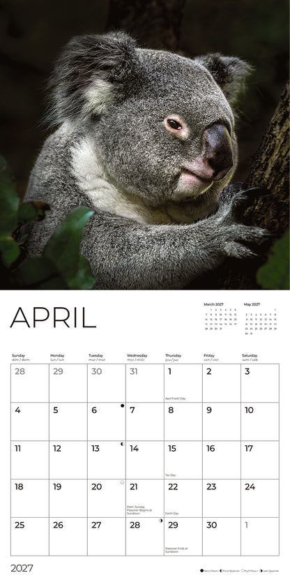 '27 Wall Calendar - Koalas