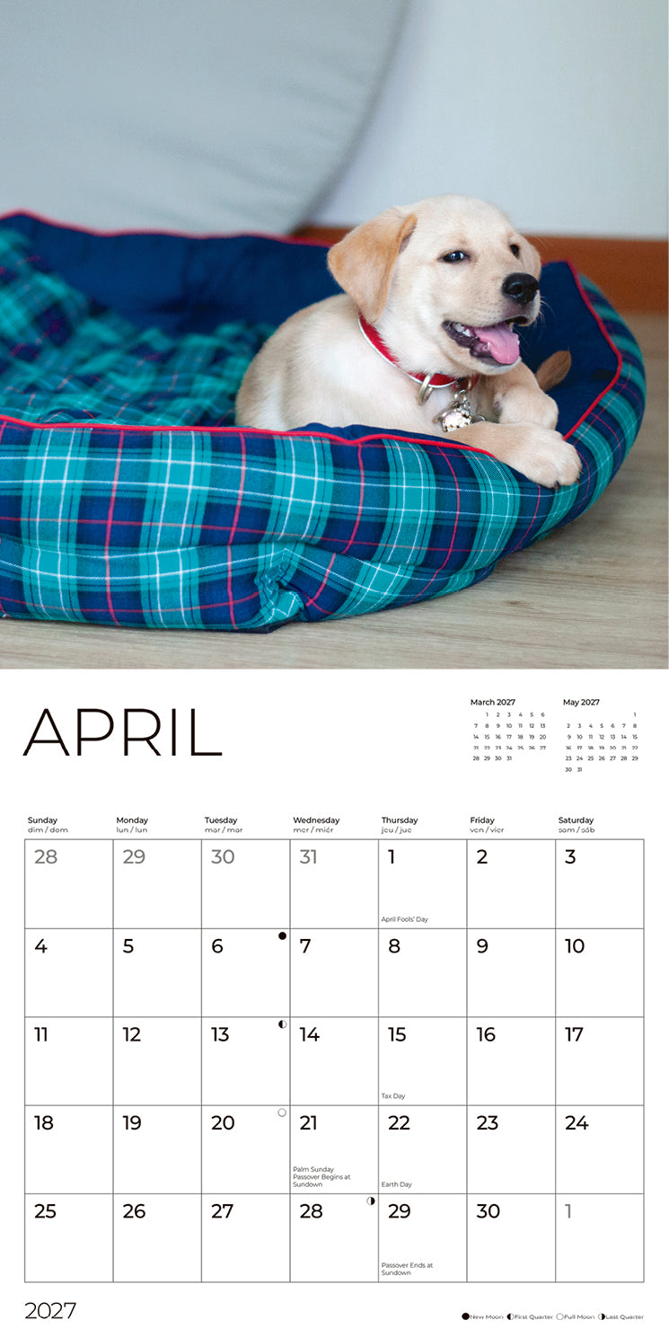 '27 Wall Calendar- Labrador Retriever Puppies