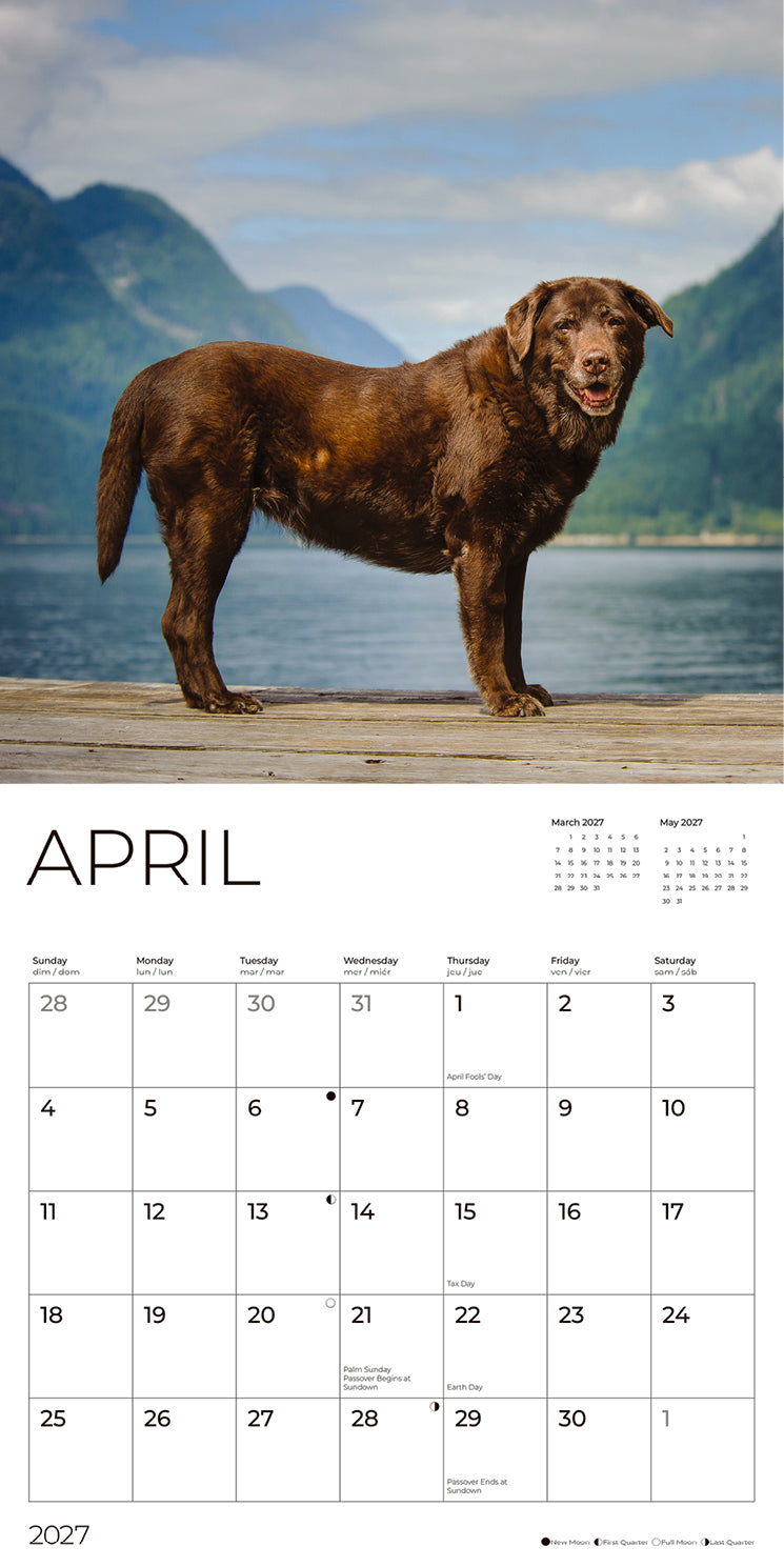 '27 Wall Calendar - Labrador Retrievers