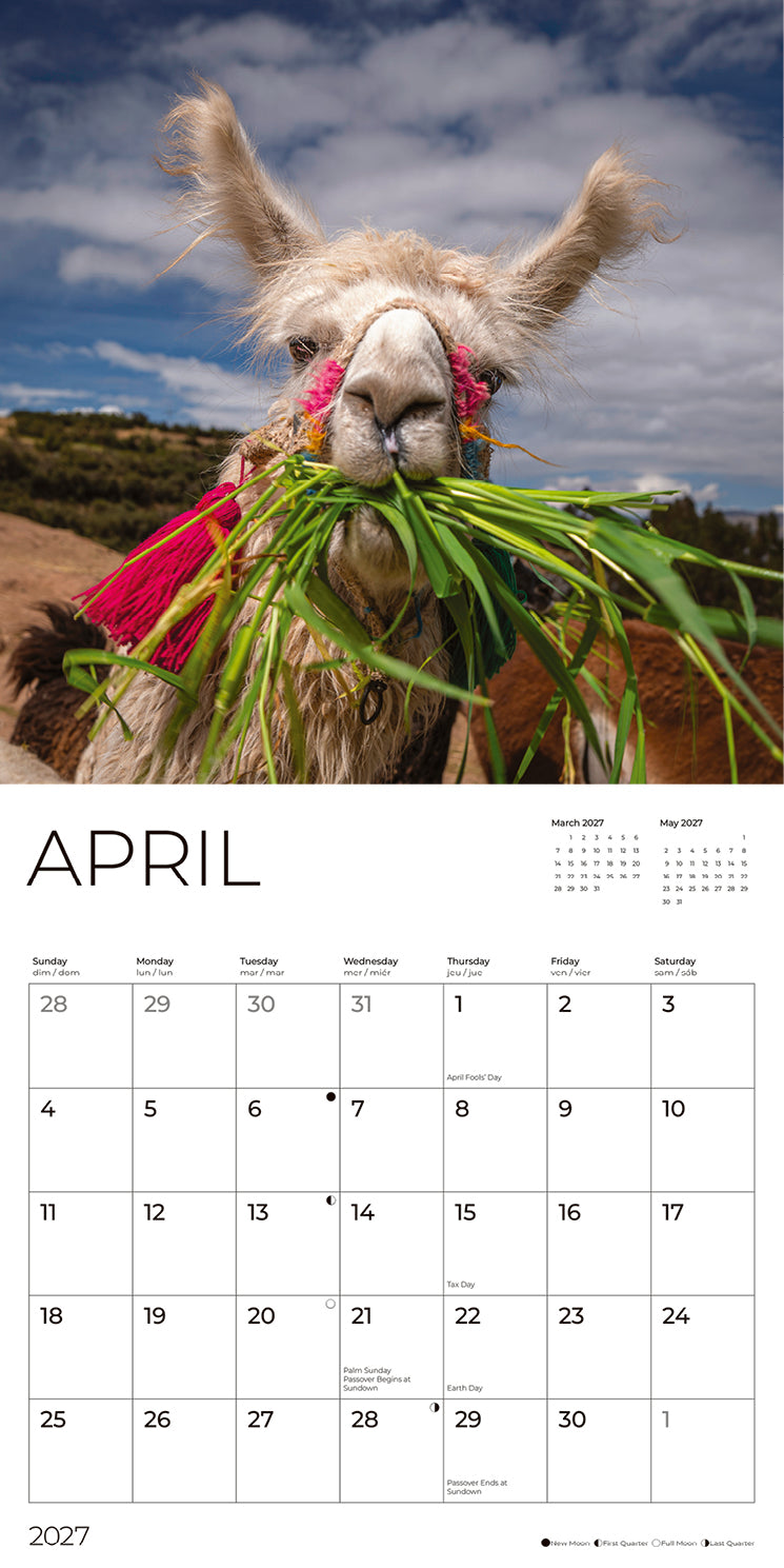 '27 Wall Calendar - Llamas