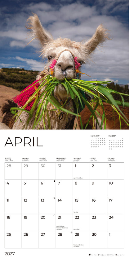 '27 Wall Calendar - Llamas