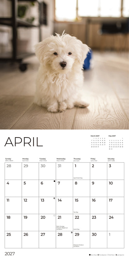 '27 Wall Calendar - Maltese