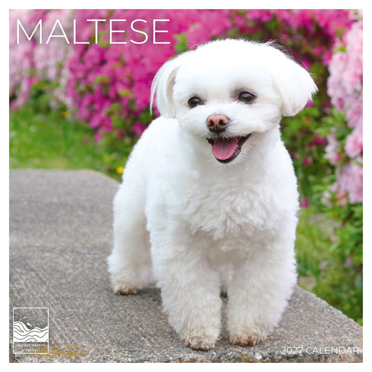'27 Wall Calendar - Maltese