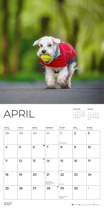 '27 Wall Calendar - Miniature Schnauzers