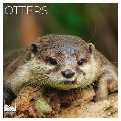 '27 Wall Calendar - Otters