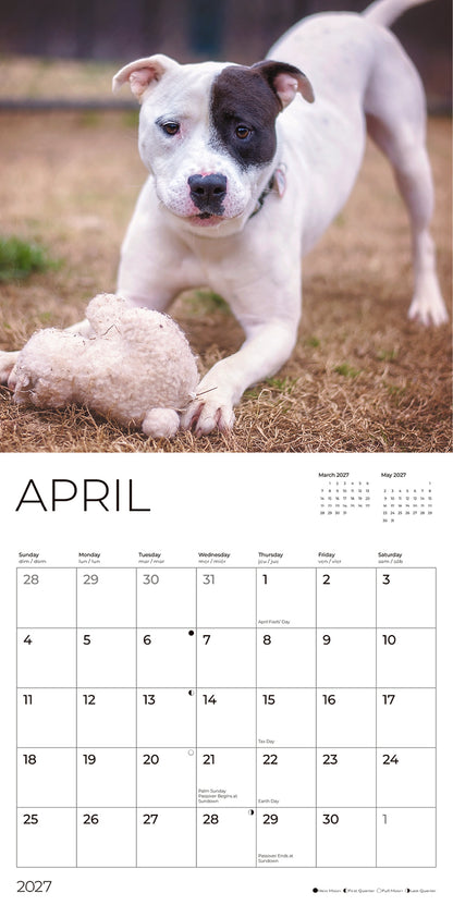 '27 Wall Calendar - Pit Bulls Puppies