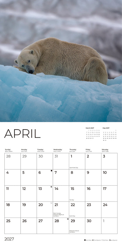 '27 Wall Calendar - Polar Bears