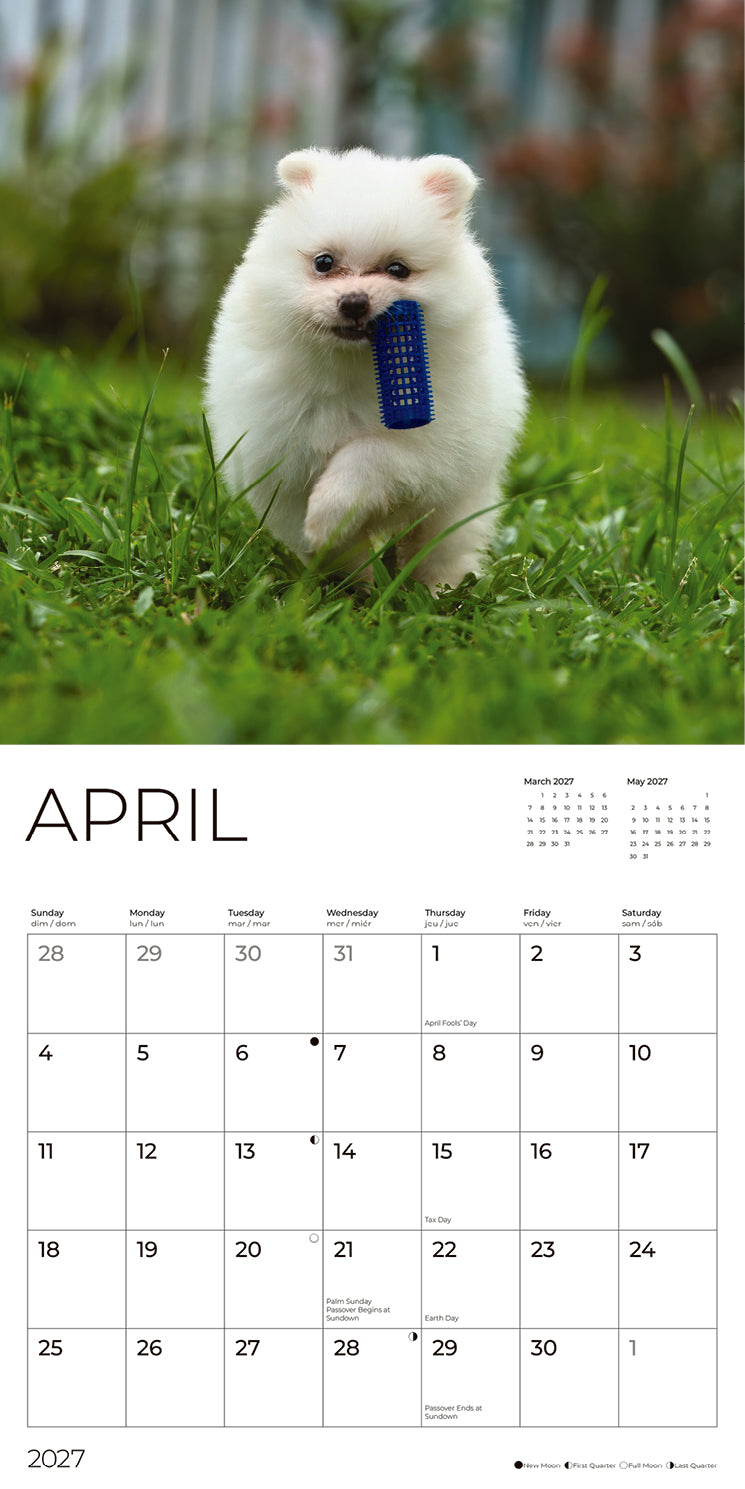 '27 Wall Calendar - Pomeranian Puppies