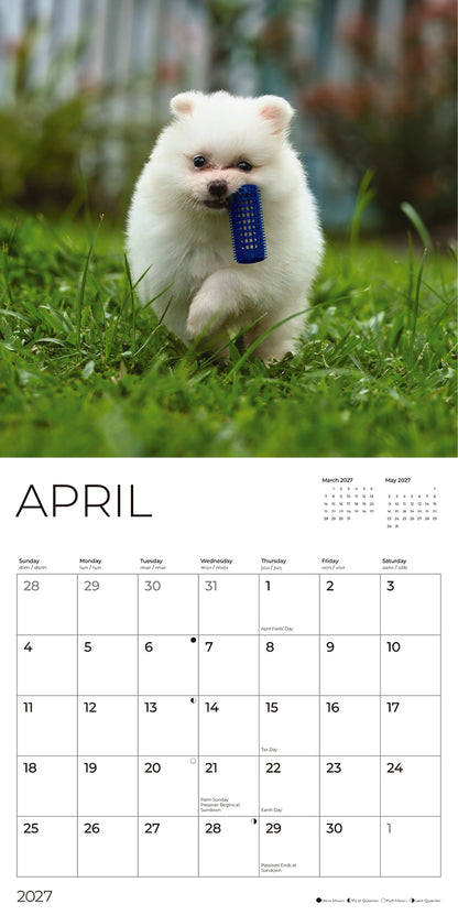 '27 Wall Calendar - Pomeranian Puppies