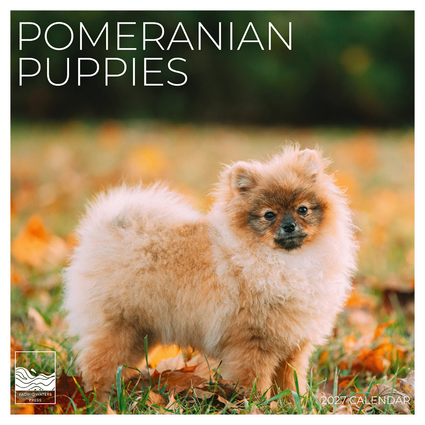 '27 Wall Calendar - Pomeranian Puppies