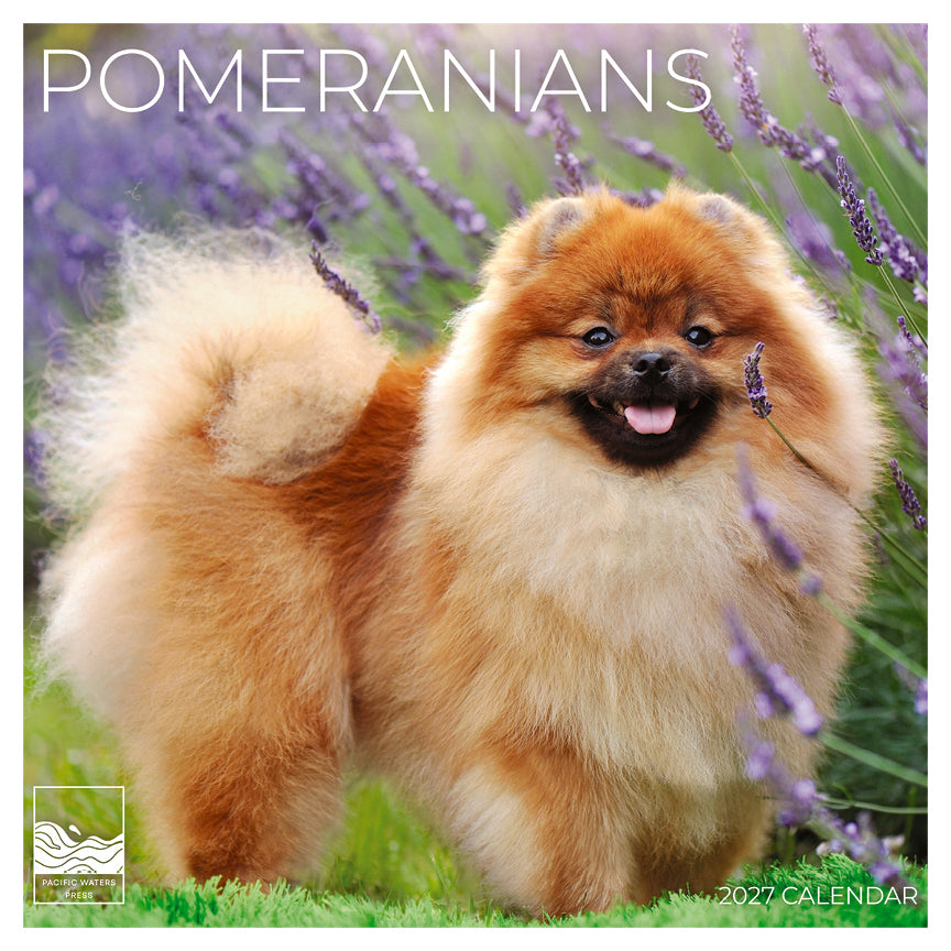 '27 Wall Calendar - Pomeranians