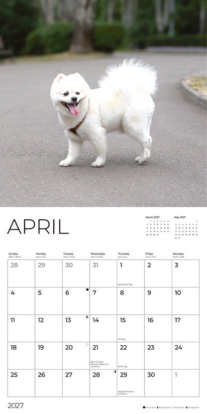'27 Wall Calendar - Pomeranians