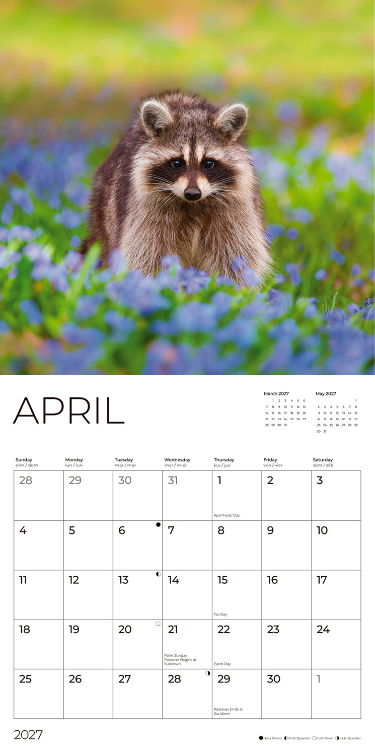 '27 Wall Calendar - Raccoons