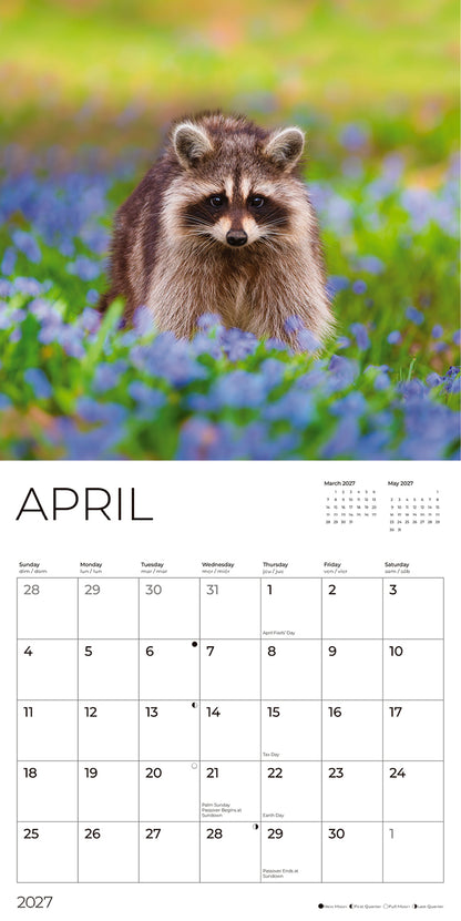 '27 Wall Calendar - Raccoons