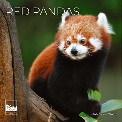 '27 Wall Calendar - Red Pandas
