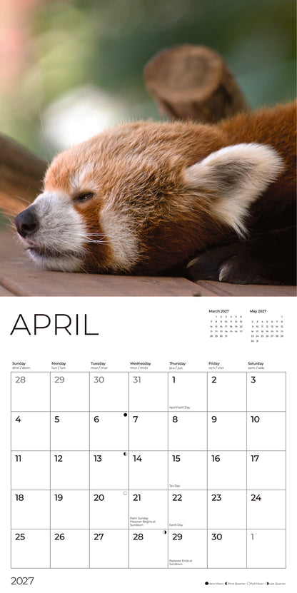 '27 Wall Calendar - Red Pandas