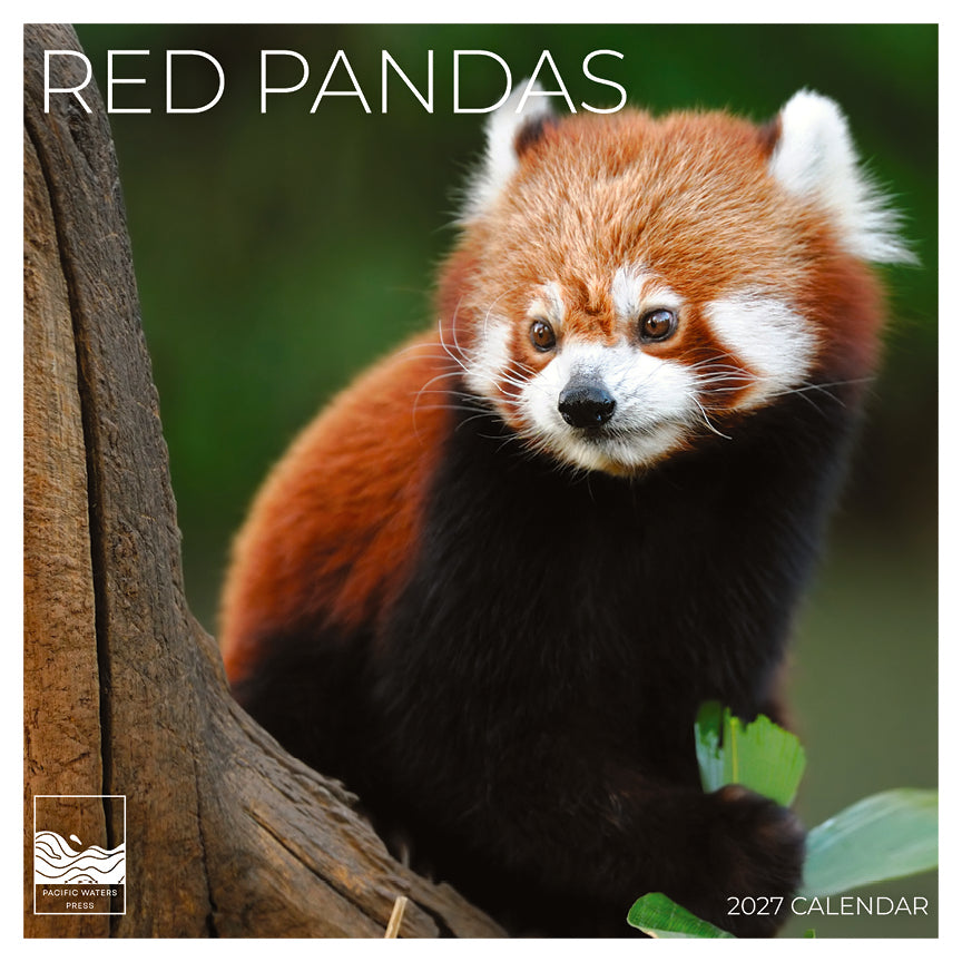 '27 Wall Calendar - Red Pandas