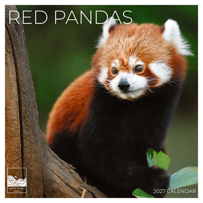 '27 Wall Calendar - Red Pandas