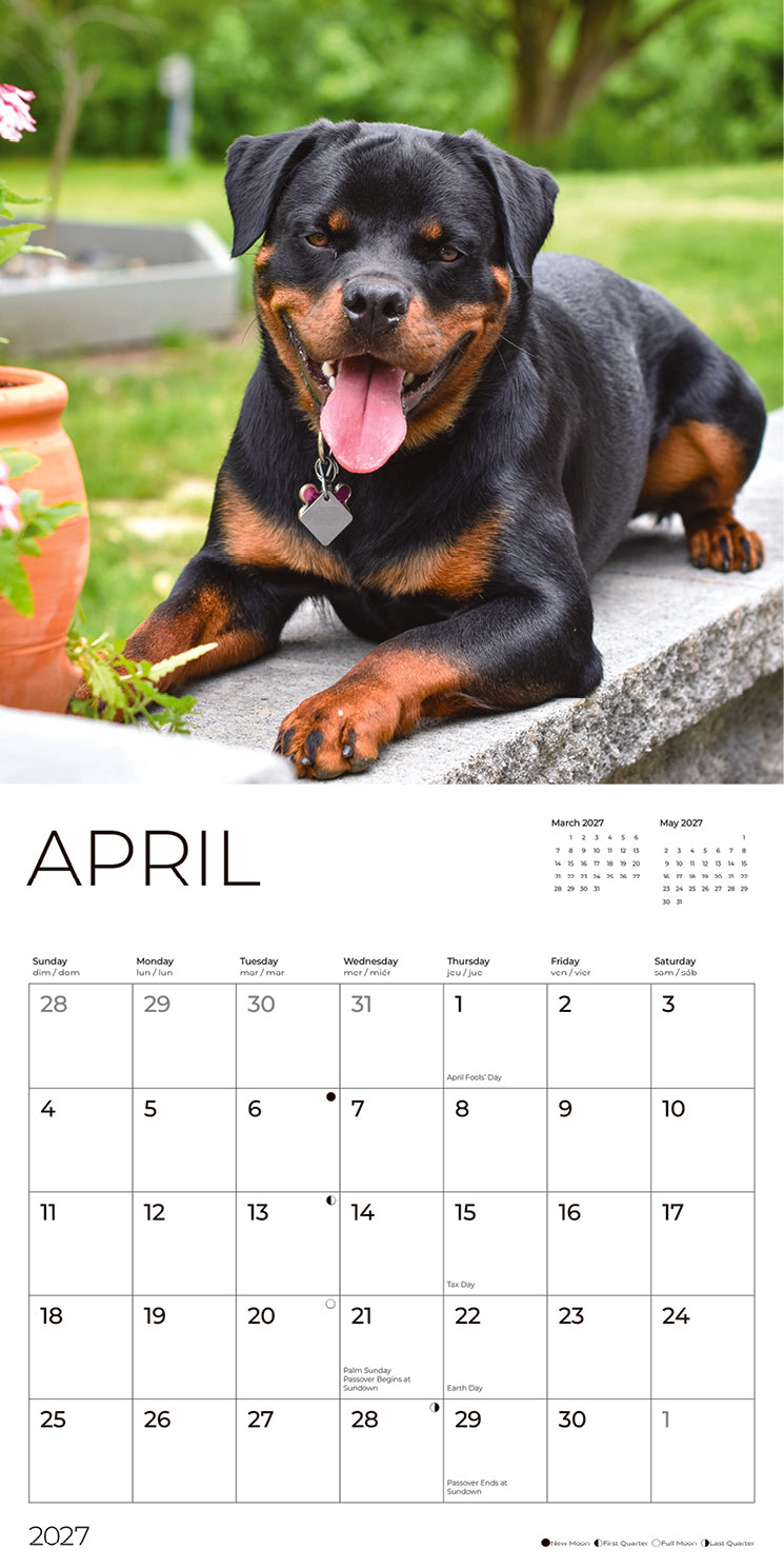 '27 Wall Calendar - Rottweilers