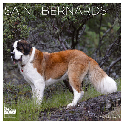 '27 Wall Calendar - Saint Bernards