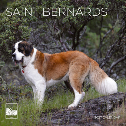 '27 Wall Calendar - Saint Bernards
