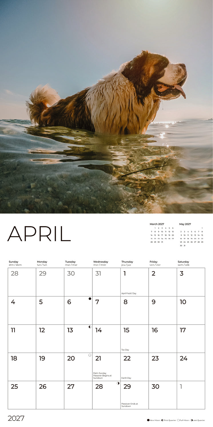 '27 Wall Calendar - Saint Bernards