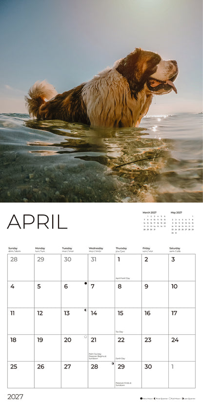 '27 Wall Calendar - Saint Bernards